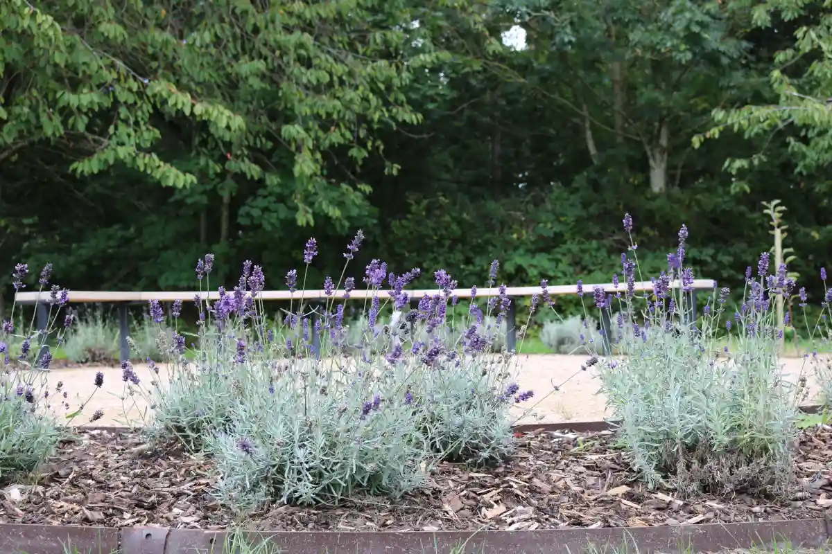 Pictcure of the garden